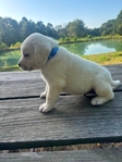 English Bred Yellow Labrador Puppies Available