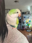 Quaker parrot/bird/parrot/tame