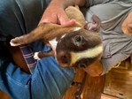 Boston Terrier
