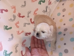 Shih-Tzu puppies