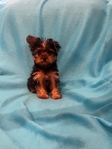 Ckc Yorkie pupies