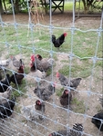 Baby chicks