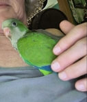 BIRDS BIRDS BIRDS FOR SALE!!!