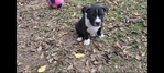 ONLY 2 LEFT!!! UKC Pitbull Puppies for Sale