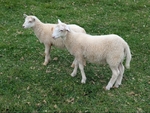 Sheep for sale