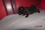 ragdoll kittens for sale