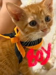 Free Kittens to good home!