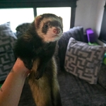 Rehoming 5 Ferrets - 4 Males 1 Female, Bonded Group