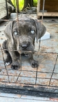 Can Corso for sale.