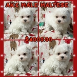 AKC MALE MALTESE CHAMPION BLOODLINE
