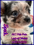 AKC Longcoat Merle & Smooth Coat Blue Male Chihuahuas