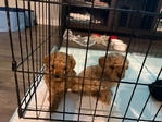 Toy Poodle Puppies