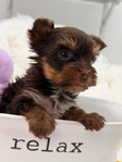 AKC Micro Male Yorkie boys