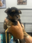 AKC Yorkie Puppies & Adult AKC Parti Yorkie