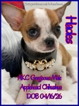 AKC Male Applehead Micro Chihuahuas