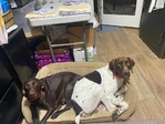 German shorthair Pointers