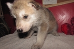 wolf hybrids for sale