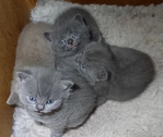 Super Kittens