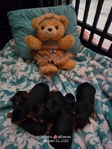 Yorkshire Terrier puppies.