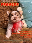 AKC Registered Micro Yorkies