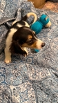 Beautiful Mini Dachshund Puppies