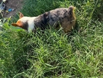 Male Corgi