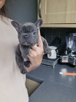 AKC quality French Bulldog Puppies