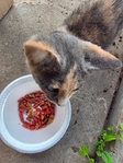 Free cat
