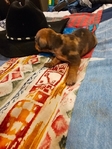 Register Dachshund NAPR