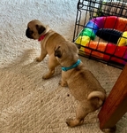 Pug Puppies