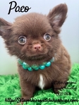 Stunning AKC Applehead Longcoat Male Chihuahuas