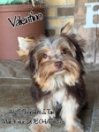 AKC Magnificent Plush Male Yorkie
