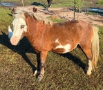 Miniature Horse for sale.