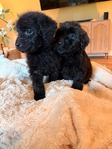 Labradoodles!