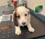 AKC Mini Long-Haired Dachshunds