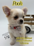 AKC Longcoat Applehead Chihuahuas