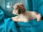 Shih Tzu's and Maltese $100 @ up