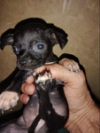 Chihuahua puppies for sale