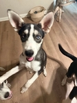 Beautiful Loving Pups Need Loving Home !!