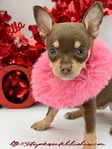 Beautiful AKC Female Chihuahua