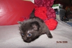ragdoll kittens for sale