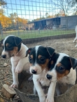 JackRat Puppies for sale
