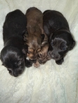 Mini Longhair Dachshunds