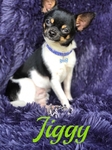 Rehoming Adult Male Applehead Chihuahua