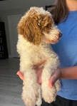 Goldendoodle Puppies