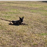 AKC Working Belgian Malinois Pups