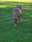 Gorgeous Cane Corso puppies! (Italian mastiff)