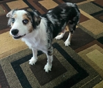 3 year old female full blooded Australian shepherd