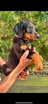 Doberman Puppies for sale