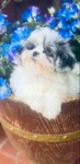 Shihpoo Female Blue Merle Shihtzu & toy poodle mix.